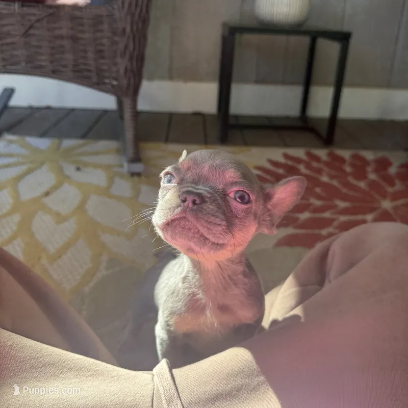 Koda – French Bulldog puppy for sale in Hartwell, GA