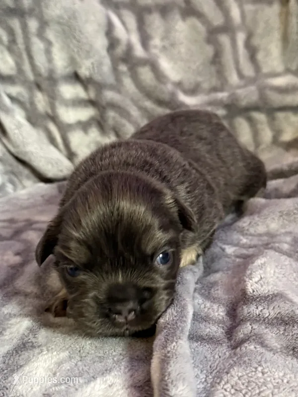 Deebo - Fluffy Boy – French Bulldog puppy for sale in Hartwell, GA