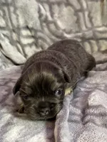 Deebo - Fluffy Boy, a male French Bulldog for sale in Hartwell, GA – 1 of 5