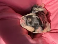 Puppy 1, a female French Bulldog for sale in Hartwell, GA – 2 of 3