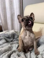 Ash, a male French Bulldog for sale in Hartwell, GA – 3 of 4