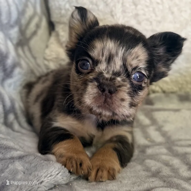 Luna - Fluffy Merle – French Bulldog puppy for sale in Hartwell, GA