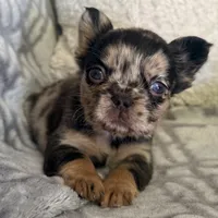 Luna - Fluffy Merle, a female French Bulldog for sale in Hartwell, GA – 2 of 9