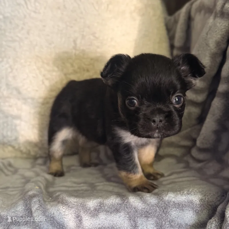 Raven - Fluffy girl – French Bulldog puppy for sale in Hartwell, GA