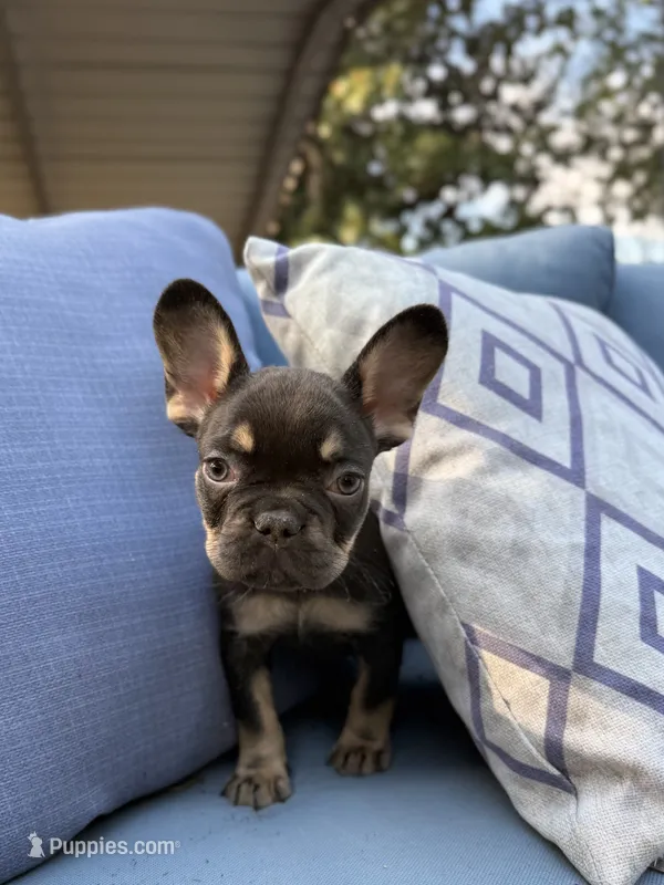 Mocha – French Bulldog puppy for sale in Hartwell, GA