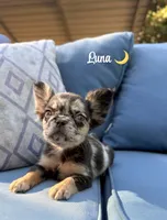 Luna - Fluffy Merle, a female French Bulldog for sale in Hartwell, GA – 1 of 9
