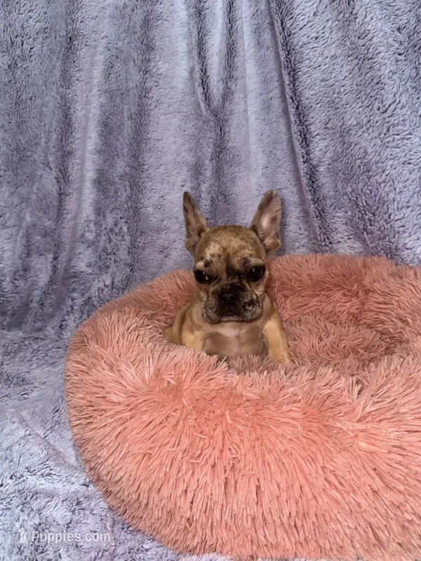 Ash – French Bulldog puppy for sale in Hartwell, GA