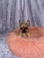 Ash, a male French Bulldog for sale in Hartwell, GA – 1 of 5