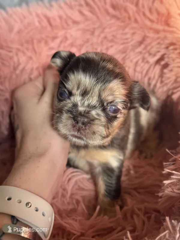 Luna - Fluffy Merle – French Bulldog puppy for sale in Hartwell, GA