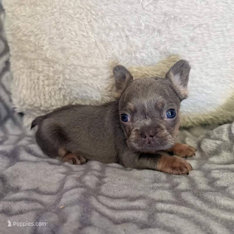 Koda – French Bulldog puppy for sale in Hartwell, GA