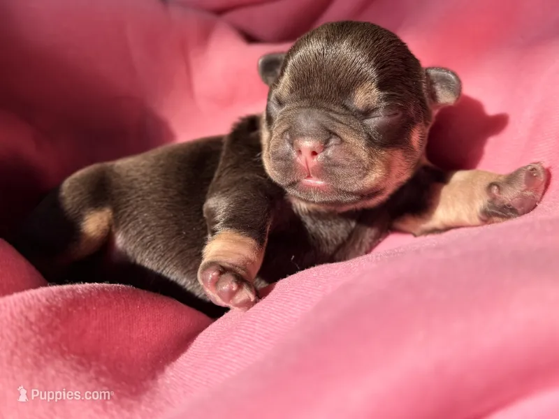 Puppy 2 – French Bulldog puppy for sale in Hartwell, GA