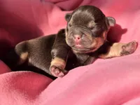 Puppy 2, a female French Bulldog for sale in Hartwell, GA – 1 of 3