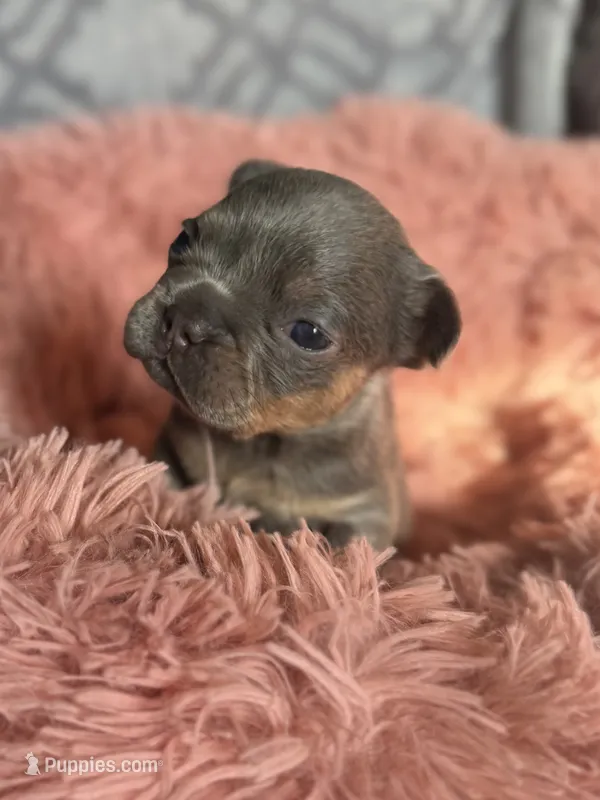 Koda – French Bulldog puppy for sale in Hartwell, GA