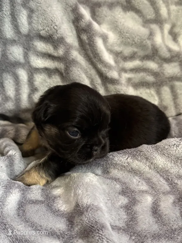 Raven - Fluffy girl – French Bulldog puppy for sale in Hartwell, GA