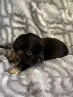 Raven - Fluffy girl, a female French Bulldog for sale in Hartwell, GA – 1 of 5