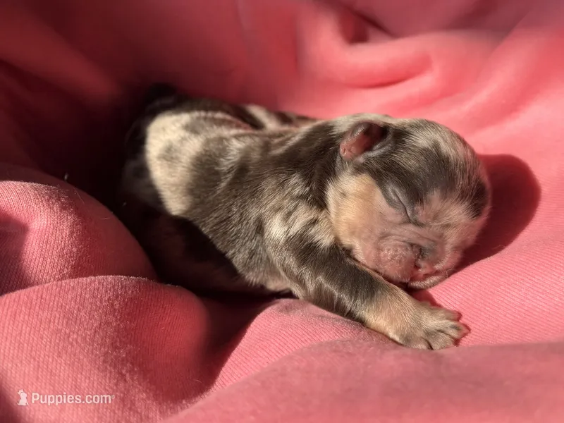 Puppy 7 – French Bulldog puppy for sale in Hartwell, GA