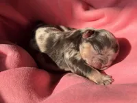 Puppy 7, a female French Bulldog for sale in Hartwell, GA – 1 of 2