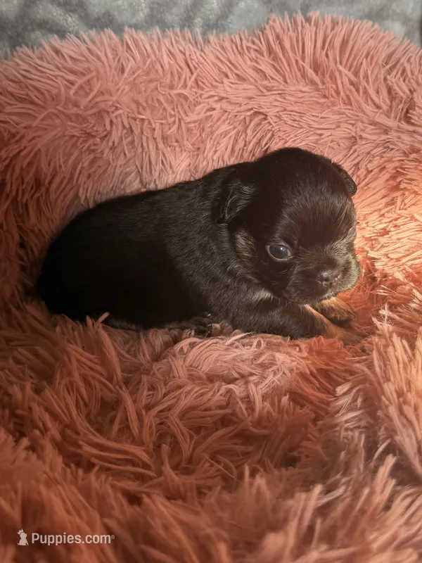 Raven - Fluffy girl – French Bulldog puppy for sale in Hartwell, GA