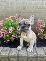 Ash, a male French Bulldog for sale in Hartwell, GA – 2 of 4