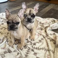Ash, a male French Bulldog for sale in Hartwell, GA – 5 of 5