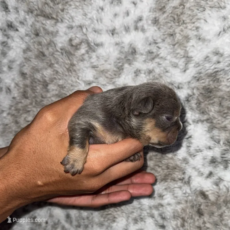 Puppy 6 – French Bulldog puppy for sale in Hartwell, GA