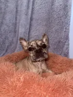 Ash, a male French Bulldog for sale in Hartwell, GA – 4 of 5