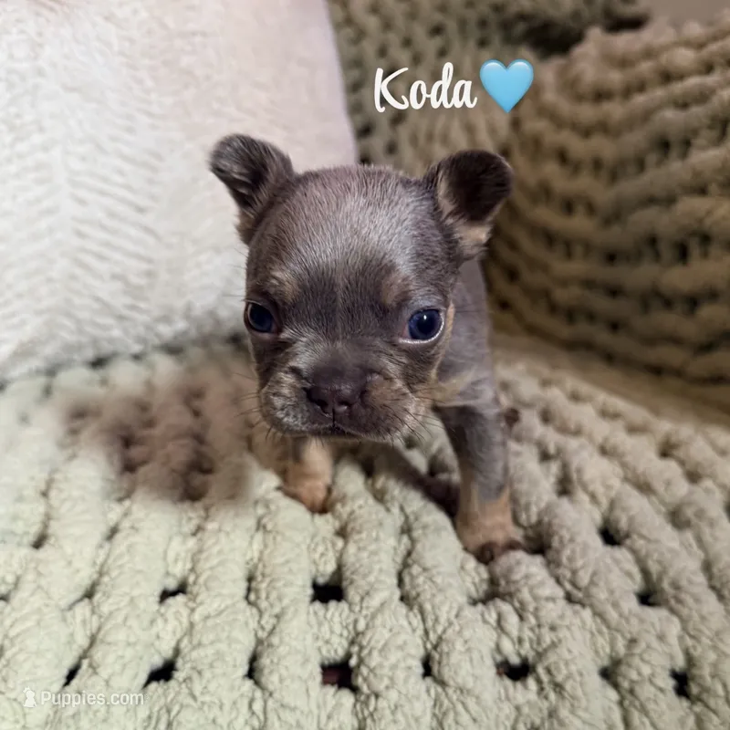 Koda – French Bulldog puppy for sale in Hartwell, GA