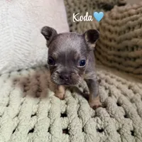 Koda, a male French Bulldog for sale in Hartwell, GA – 3 of 8