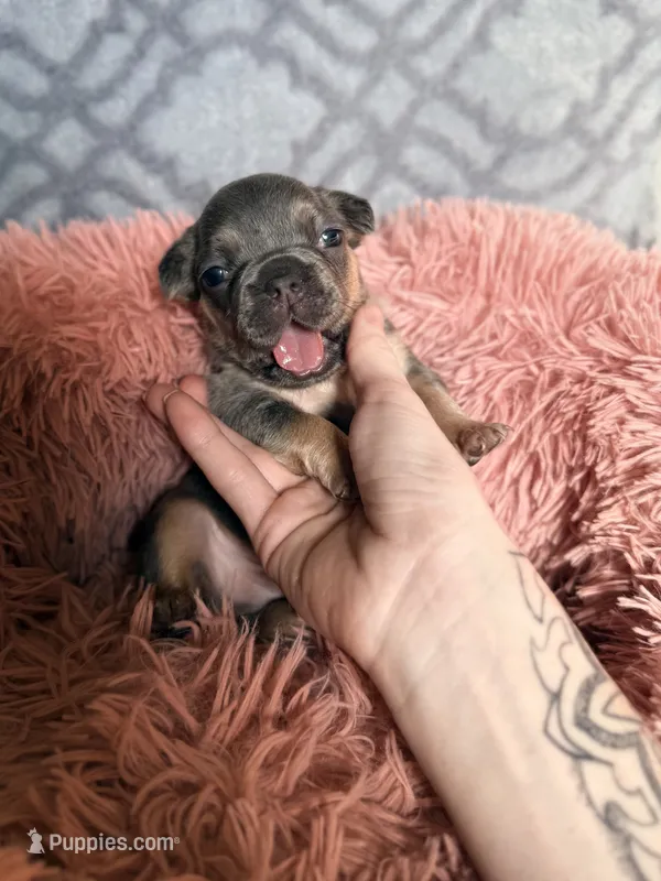 Storm – French Bulldog puppy for sale in Hartwell, GA