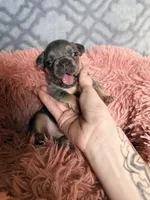 Storm, a male French Bulldog for sale in Hartwell, GA – 4 of 6