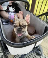 Ash, a male French Bulldog for sale in Hartwell, GA – 3 of 5