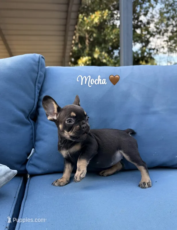 Mocha – French Bulldog puppy for sale in Hartwell, GA