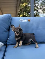 Mocha, a female French Bulldog for sale in Hartwell, GA – 1 of 8