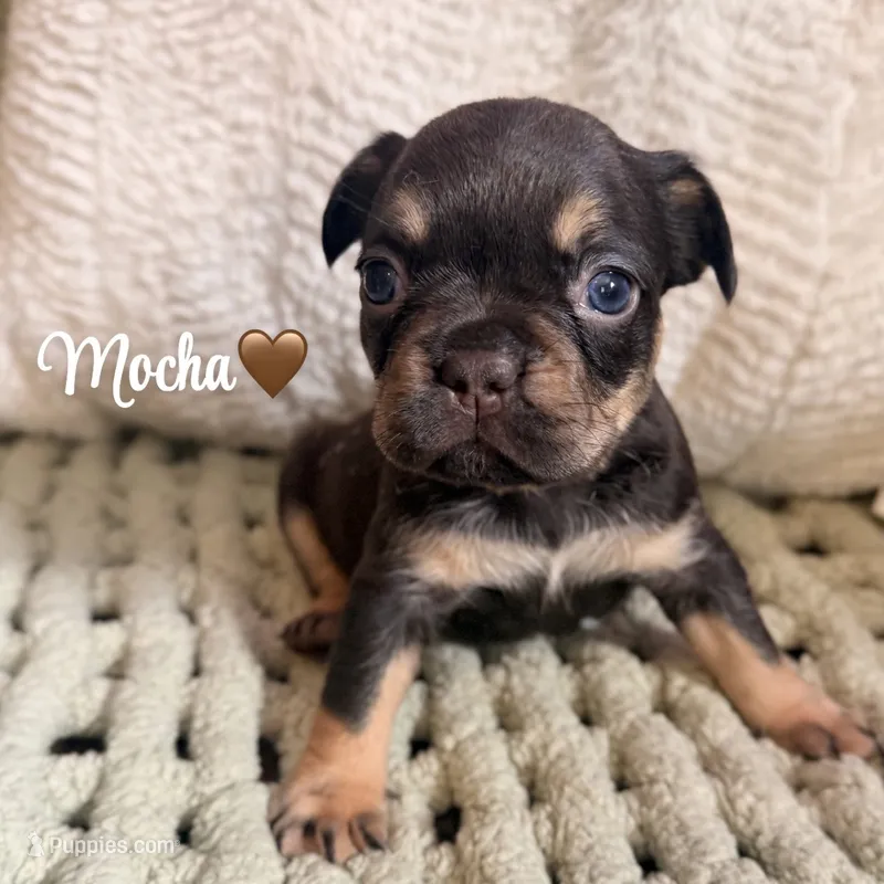 Mocha – French Bulldog puppy for sale in Hartwell, GA