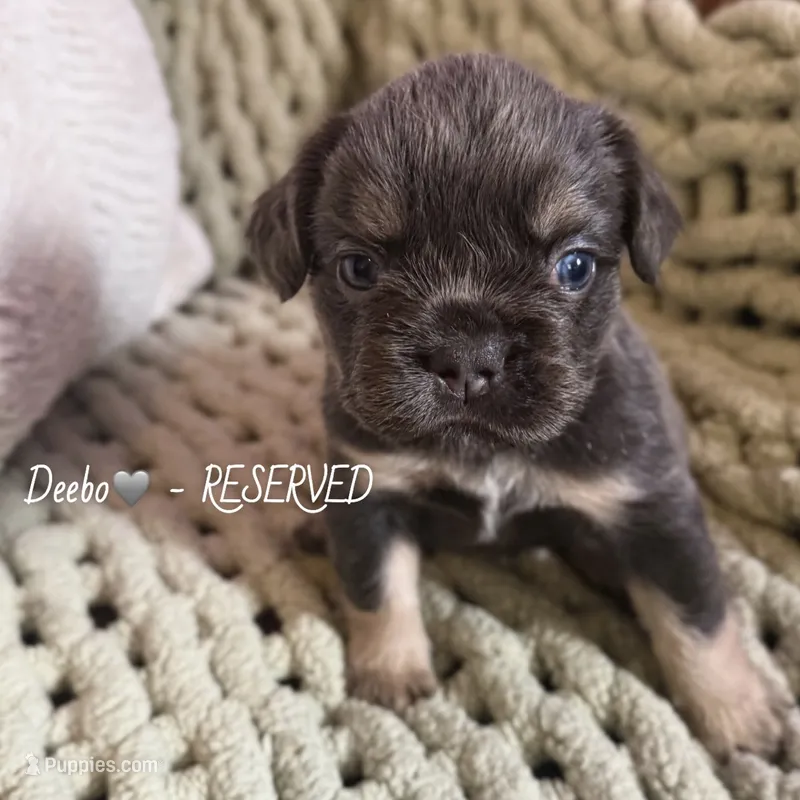Deebo - Fluffy Boy – French Bulldog puppy on hold in Hartwell, GA