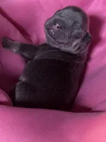 Deebo - Fluffy Boy, a male French Bulldog for sale in Hartwell, GA – 3 of 5