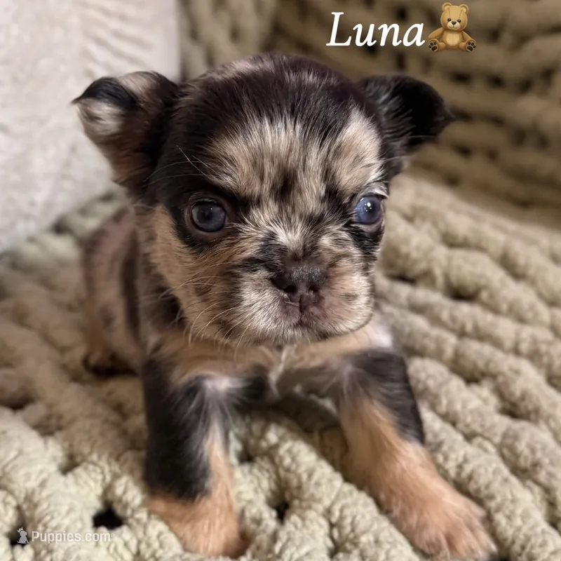 Luna - Fluffy Merle – French Bulldog puppy for sale in Hartwell, GA