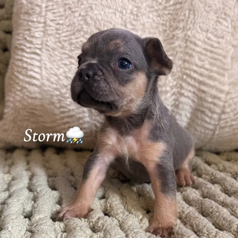 Storm – French Bulldog puppy for sale in Hartwell, GA