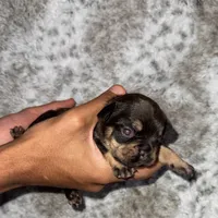 Mocha, a female French Bulldog for sale in Hartwell, GA – 2 of 5