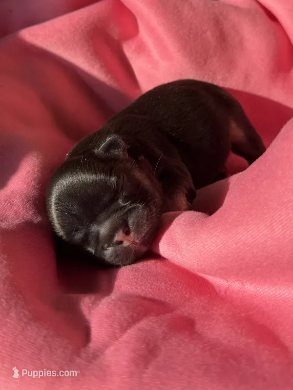 Puppy 5 – French Bulldog puppy for sale in Hartwell, GA