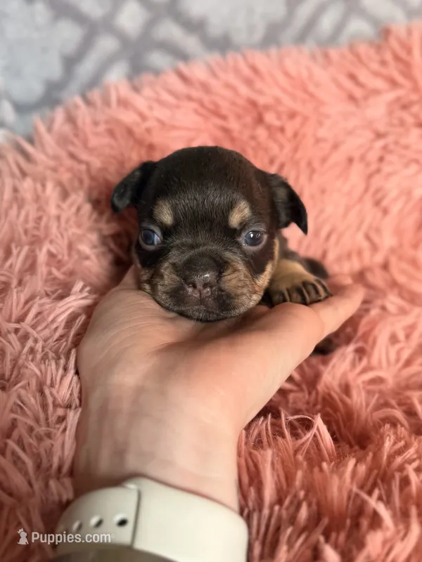 Mocha – French Bulldog puppy for sale in Hartwell, GA