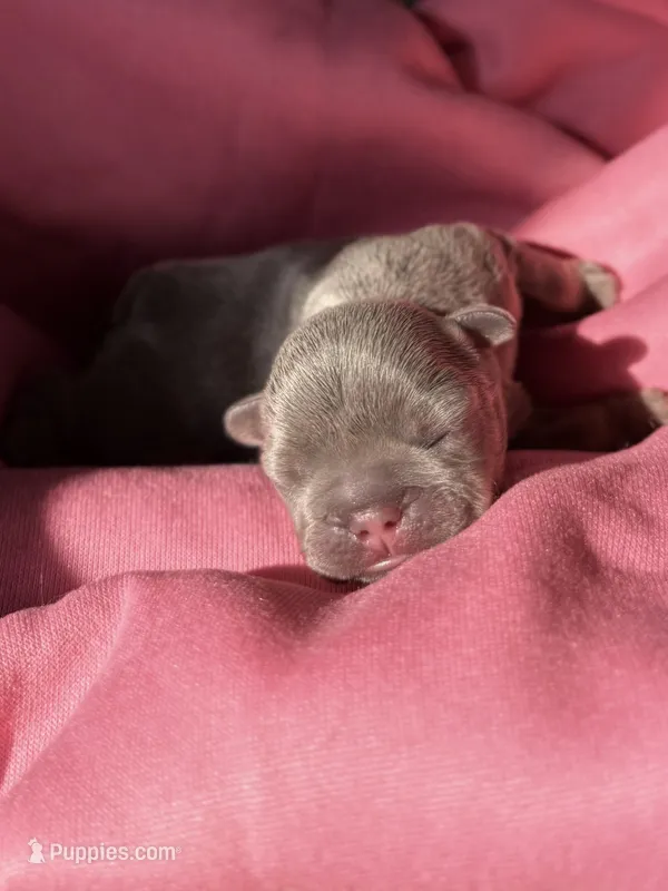 Puppy 4 – French Bulldog puppy for sale in Hartwell, GA