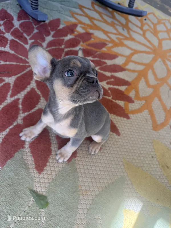 Storm – French Bulldog puppy for sale in Hartwell, GA