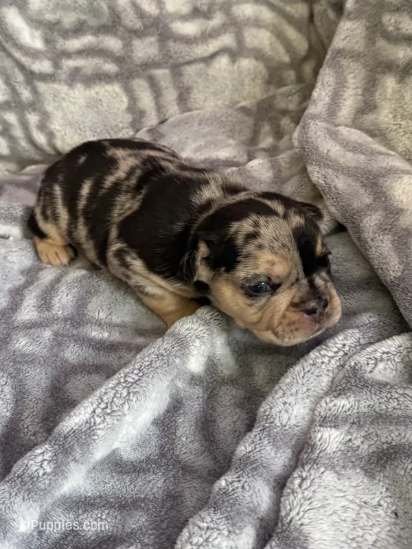 Cleo – French Bulldog puppy for sale in Hartwell, GA