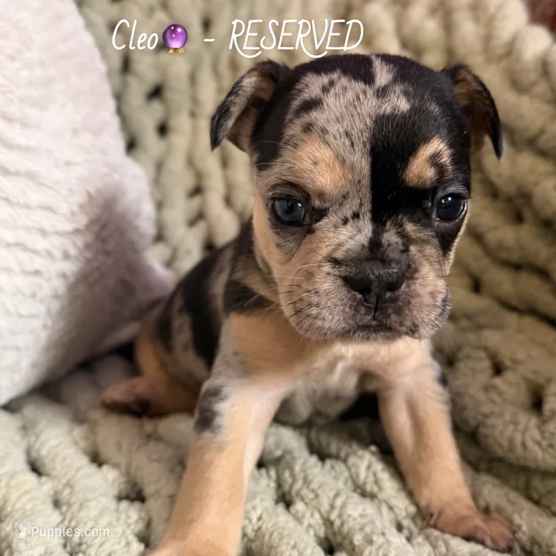Cleo – French Bulldog puppy on hold in Hartwell, GA