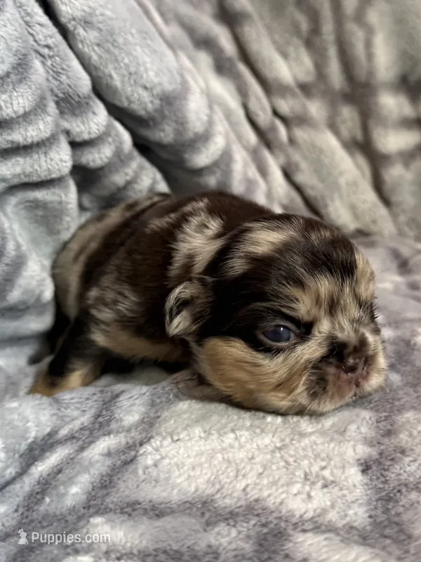 Luna - Fluffy Merle – French Bulldog puppy for sale in Hartwell, GA