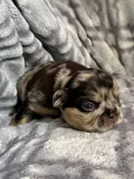 Luna - Fluffy Merle, a female French Bulldog for sale in Hartwell, GA – 1 of 4