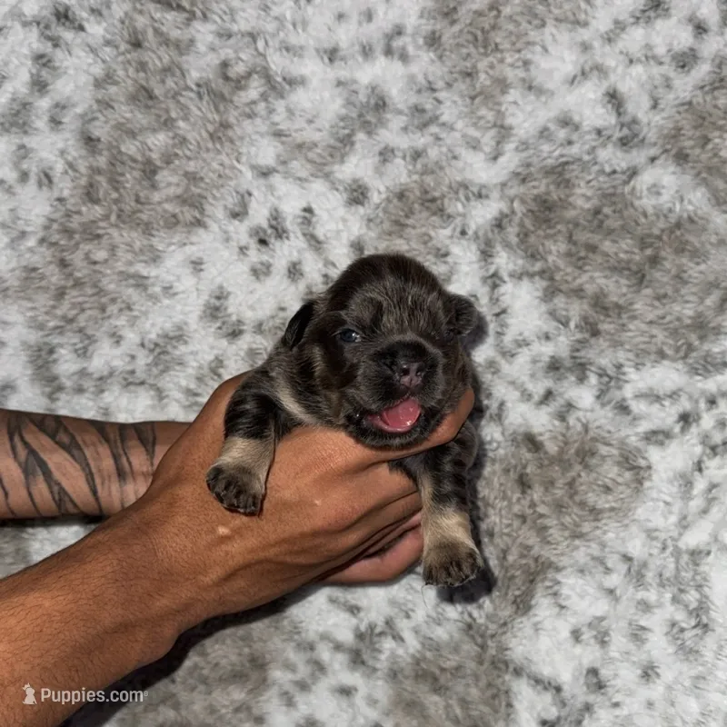 Puppy 3 – French Bulldog puppy for sale in Hartwell, GA