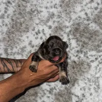 Deebo - Fluffy Boy, a male French Bulldog for sale in Hartwell, GA – 2 of 5