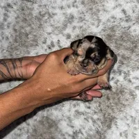 Cleo, a female French Bulldog for sale in Hartwell, GA – 3 of 5
